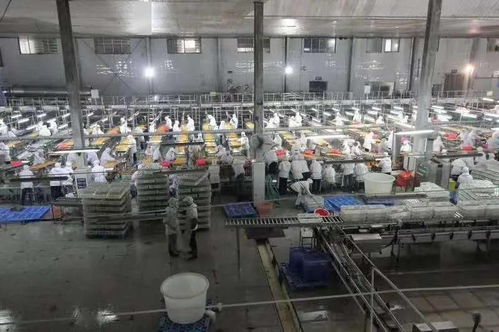 湖北食品廠季節(jié)性員工招聘啟事 共創(chuàng)美味，同繪未來